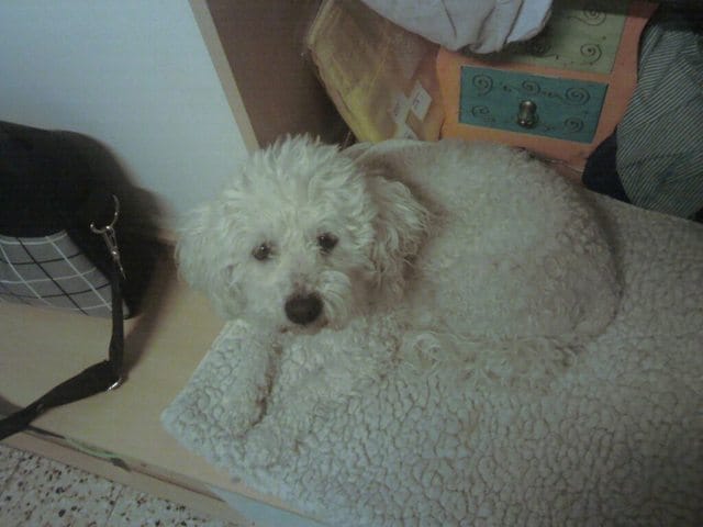 je suis famille d acceuil d un bichon frisé