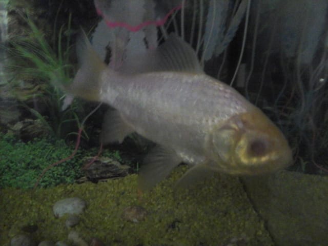 De quoi souffre mon poisson rouge ?