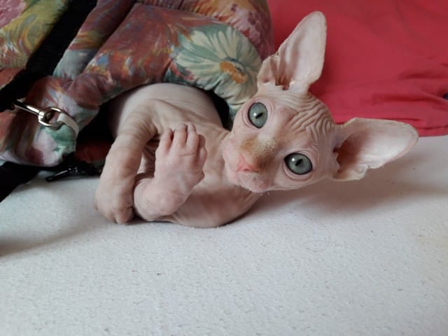 Je doute de l'amour de mon chat