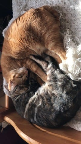 Mes 2 chats ne s’entendent plus