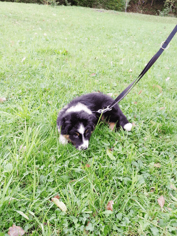 Au secours besoin urgent d'éduquer mon chiot