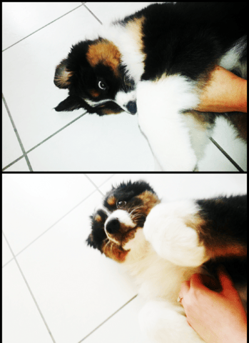 Bien éduquer mon toutou