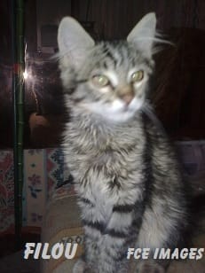 Filou