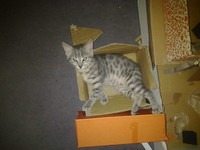  mon chat est-il un mau égyptien?
