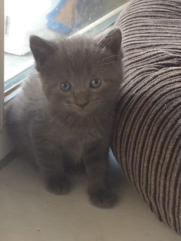 Mon chaton aura-t-il les poils longs ?