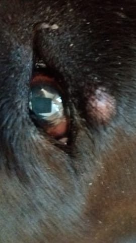 Pk mon chien à sa ?