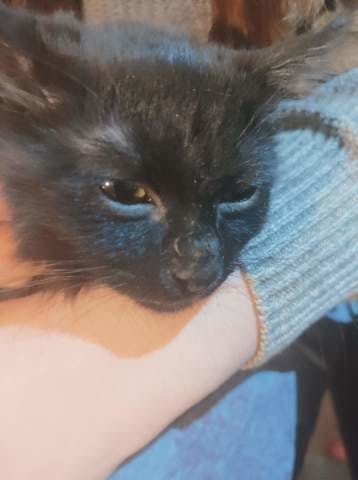 Problème petites bosses museau chaton