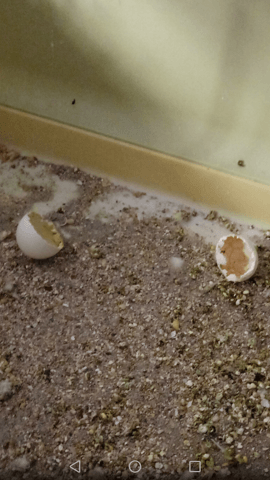 Mes perruches ont fait des bébés