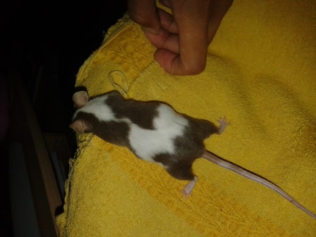 Une ou des souris,la grande question...