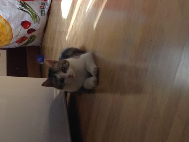 chatte agressif subitement