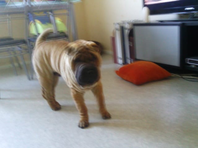 Comment faire lofer mon bébé Shar Pei ?