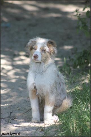 concour puppy 