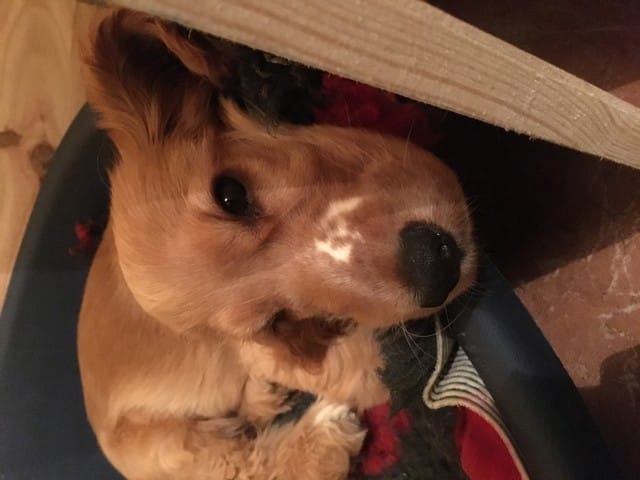 besoin d'avis sur la confirmation LOF cocker avec des poils blans sur le museau