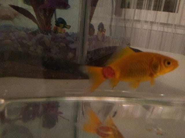 Qu'à mon poissons rouge sur la queue ? Est-il malade ?