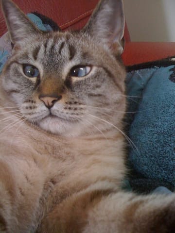 chat de 8 ans avec chaton