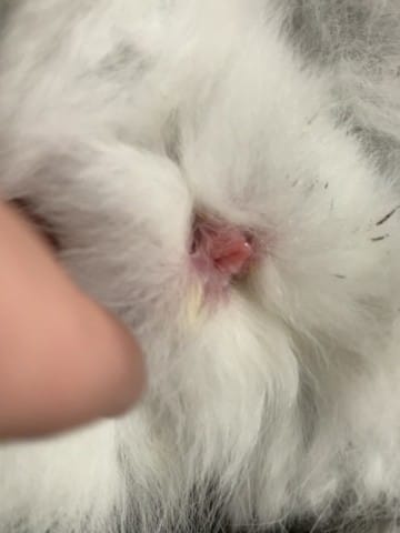 Besoin d’aide Lapin mâle ou femelle svp ? Urgent