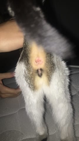 Aidez-moi ! Femelle ou mâle ?