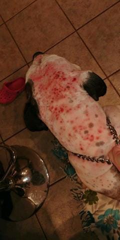 Par quoi elle sait fait piquer