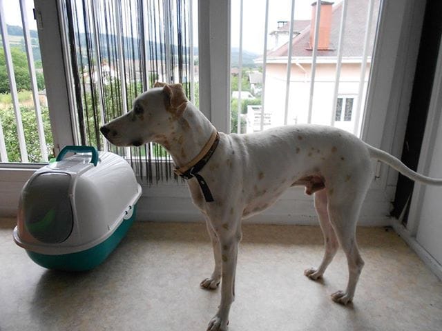 race de mon chien adopté SPA