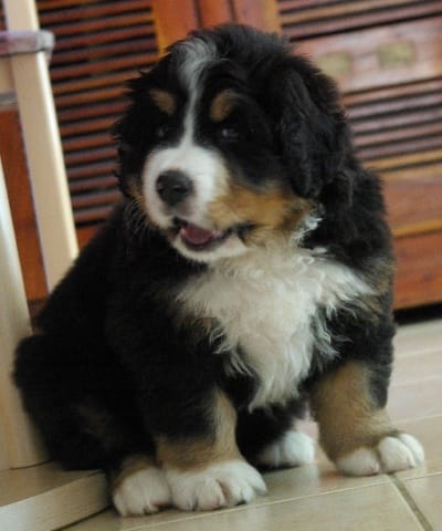 Don petite femelle chiot de type Bouvier bernoi