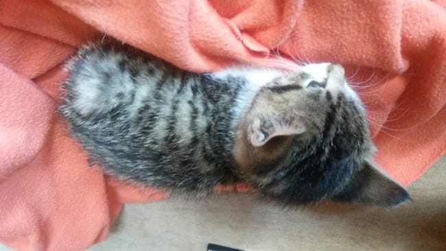Urgence ! /!\ petit chat