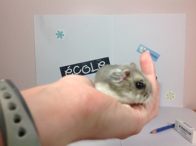 Mon hamster a un œil bizarre...