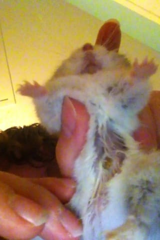 Zone avec peu de poils sur le ventre de Piko...