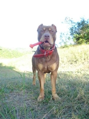 mes chien,apres l'arivee de mon fils son devenut jaloux 