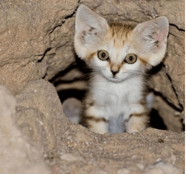C'est un chat ou ??