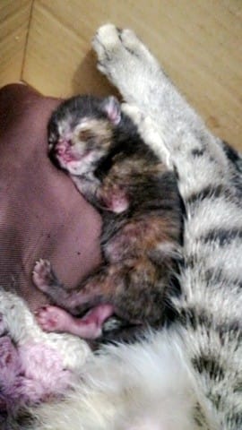 Chaton de 3jours manque de poils ?