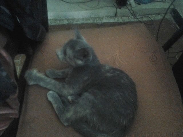 bleu russe ou non ?