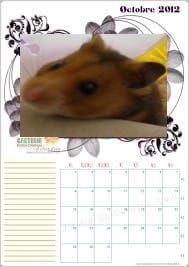 Je crée des petits calendrier avec vos petites bêtes !