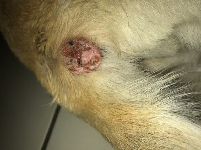 Mon chien a une grosse plaque rouge, qu’es que c’est ? Est-ce grave ??