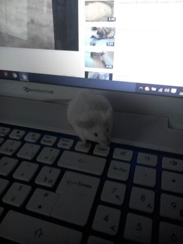 ma souris a 2 boule au niveau des hanches