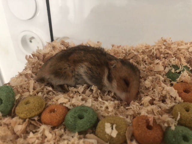 Mon hamster va mourrir !?