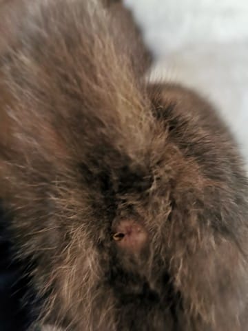 Problème anus de mon chaton