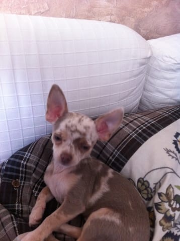 Votez pour chuck, mon Chihuahua !