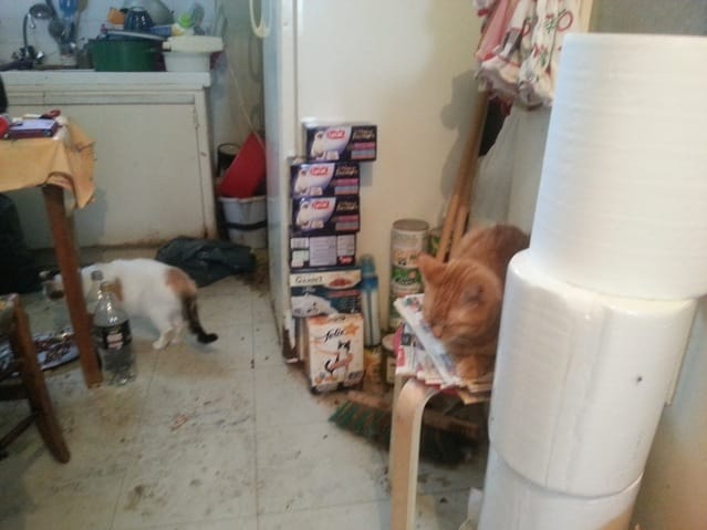 Chats maltraités recherche FA (URGENT)