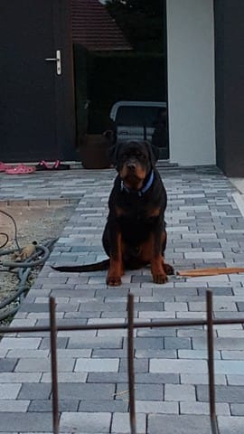 Notre nouveau compagnon