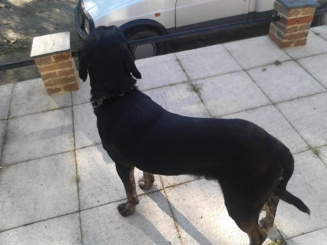 race de mon chien 