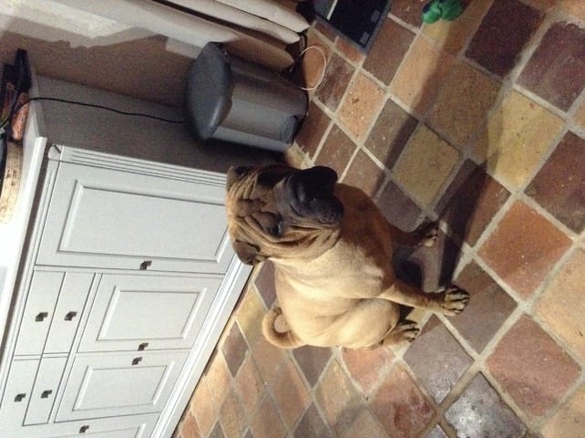 Ou s'adresser pour faire une Saillie à son chien