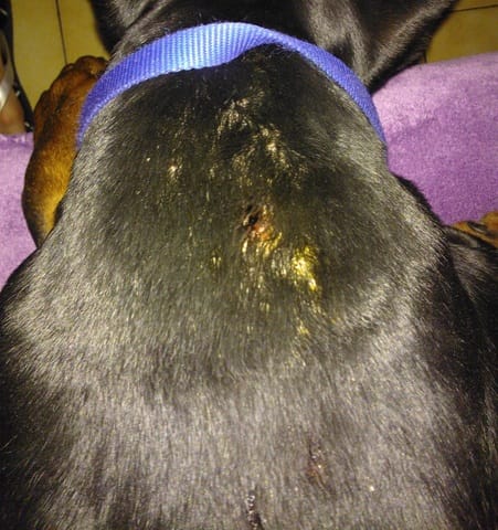 Petites boules sous la peau