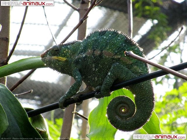 Quel reptile est fait pour moi ? Aide svp