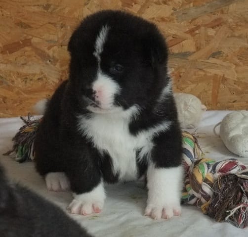 Iago et Akira mes Akita américain