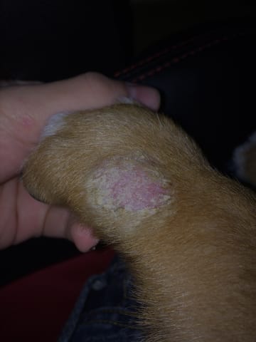 blessure patte