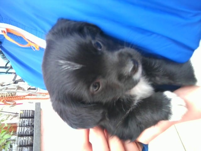 est ce que mon chiot sera grand?