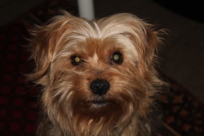 Ma chienne m'aime trop !