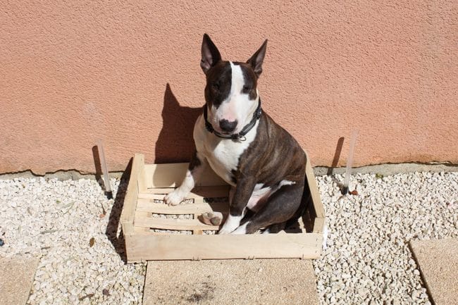 Allergie poil Ras ??