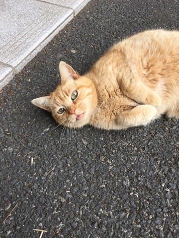 Pourquoi les chats tirent-ils leur langue 👅 ?