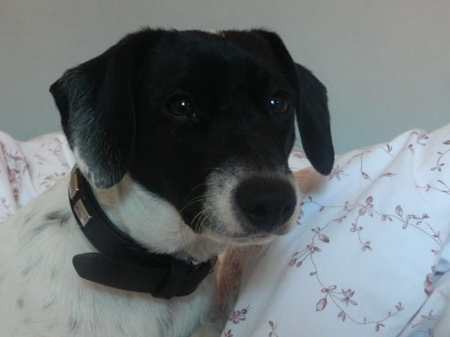 pouvez-vous m'éclairer sur la race de mon chien?